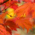 日本漫画 漫画韩国:探索两国漫画文化的异同与魅力 1pt7k8u0